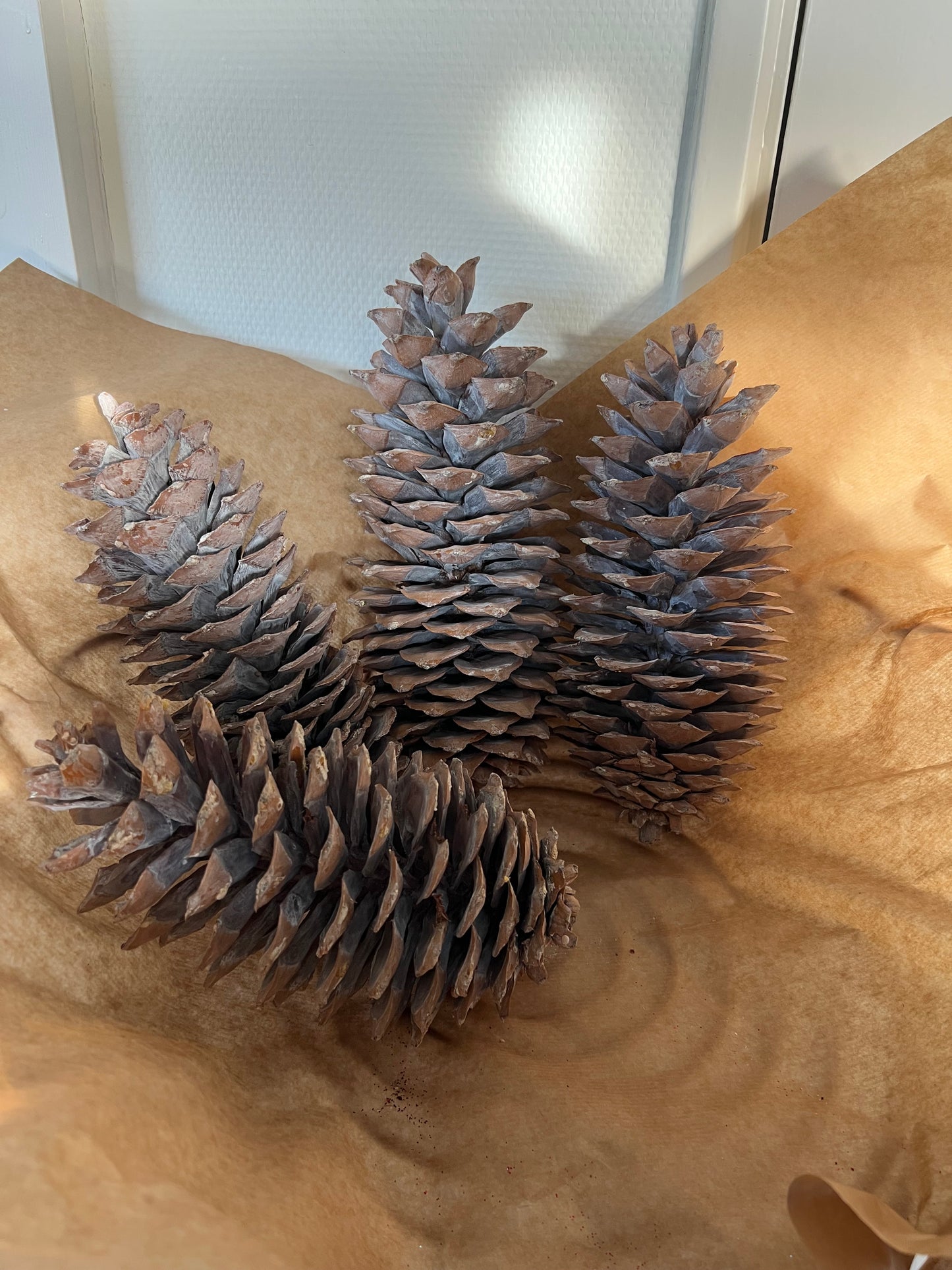 Kerst // naturel dennenappel XXL