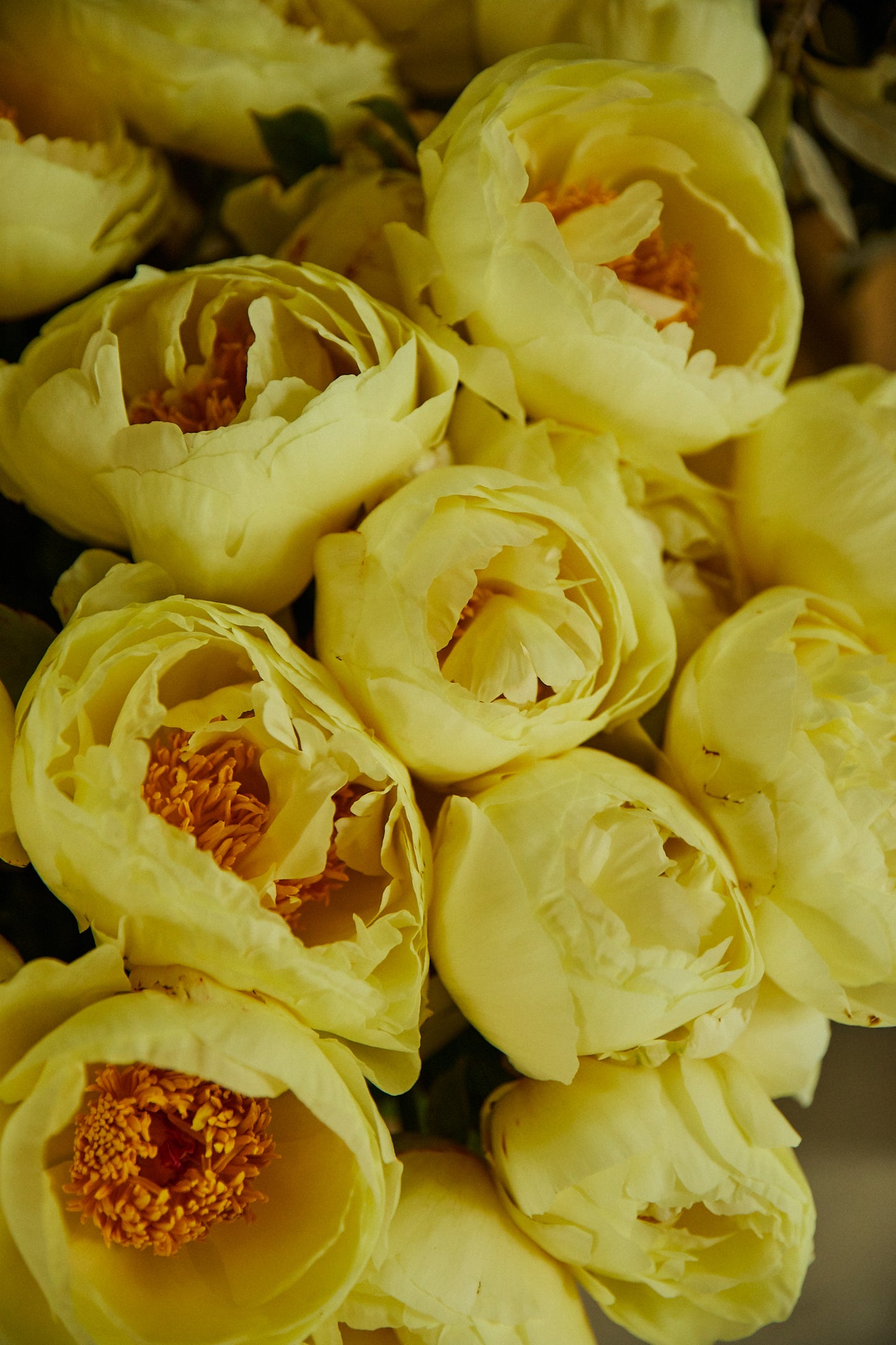 Course // Flower cloud // 29 maart 2025 // €225,00 // @Studio Haarlem