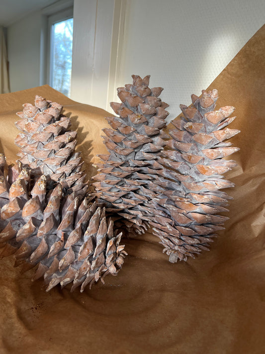 Kerst // naturel dennenappel XXL